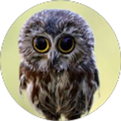 Profile photo of Avinash Yadav