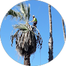 Profile photo of El chiqueado