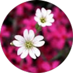 Profile photo of Homaira Moghadam