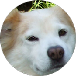 Profile photo of SuperStratus1