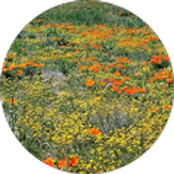 Profile photo of B Antenor