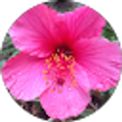 Profile photo of Lori C