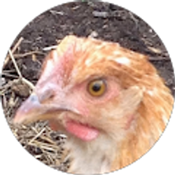 Profile photo of doclucero1