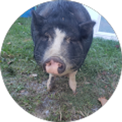 Profile photo of DR Harmer