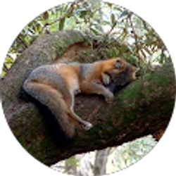 Profile photo of Elissa Schilling