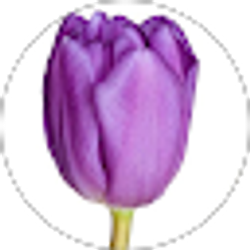Profile photo of Heidi Campbell