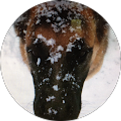 Profile photo of Sergio Nava