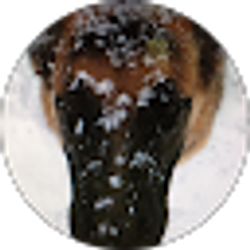 Profile photo of Sergio Nava