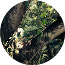 Profile photo of heron norton