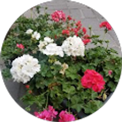 Profile photo of Michel'le Akman