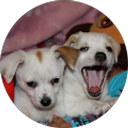 Profile photo of Dulce Quijada