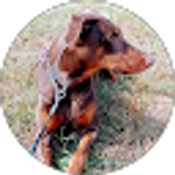Profile photo of Karen Plum