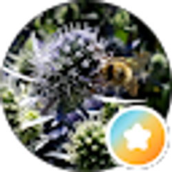 Profile photo of Diane Thieme