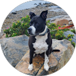 Profile photo of Stacy Tressler