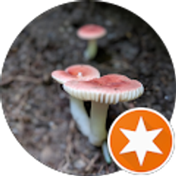 Profile photo of Alicia Dearing (lishy101)