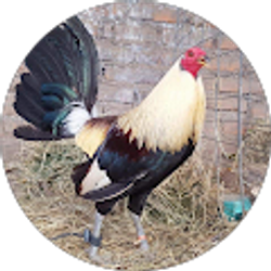 Profile photo of Leonardo Rodriguez