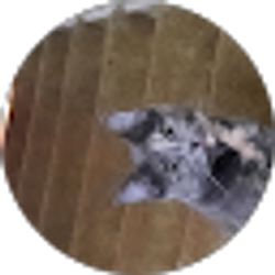 Profile photo of Dana P