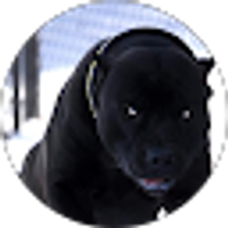 Profile photo of Steven Morris