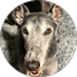 Profile photo of Sunny Raspet