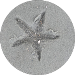 Profile photo of Iulian Gheorghe