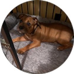 Profile photo of Tim Reno