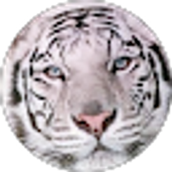 Profile photo of Sandy Vicaria