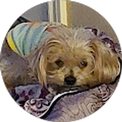 Profile photo of Leticia Zumwalt