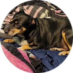 Profile photo of Amy Fawcett