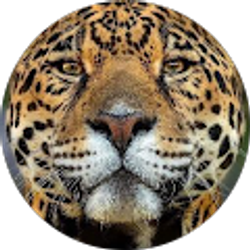 Profile photo of Gabriel Suastegui