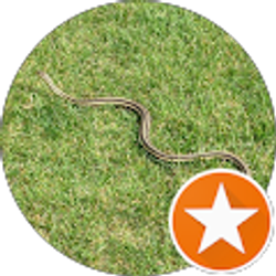 Profile photo of Chris Williams