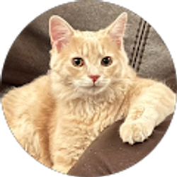 Profile photo of Karam Kareem