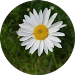 Profile photo of T Mathews