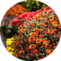 Profile photo of Sonya