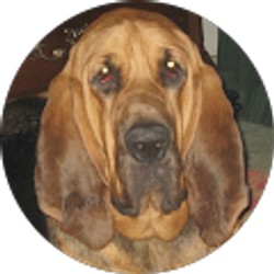 Profile photo of Sheri Conger-McSwain