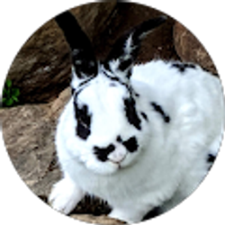Profile photo of Josephine Baker