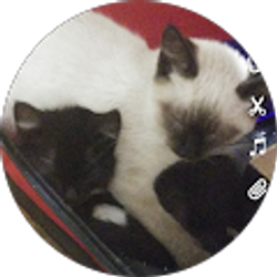 Profile photo of Cierra Higdon