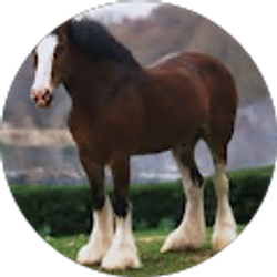 Profile photo of Addy rider