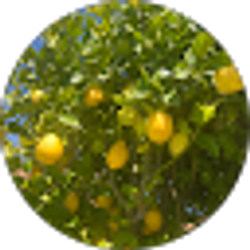 Profile photo of Maureen Mullane
