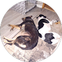 Profile photo of Lin Dodsworth