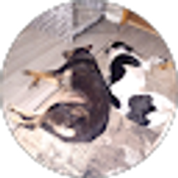Profile photo of Lin Dodsworth