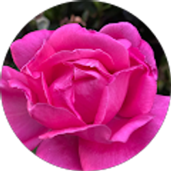 Profile photo of Sheri Laurie