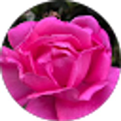 Profile photo of Sheri Laurie