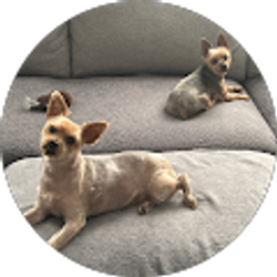 Profile photo of Douglas Shangold