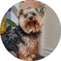 Profile photo of Imeda Uplisashvili