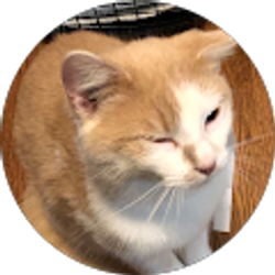 Profile photo of Quack Quack (quackson)