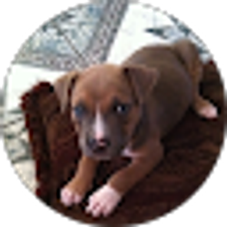 Profile photo of Tony Casanova