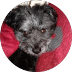 Profile photo of Paul Morris