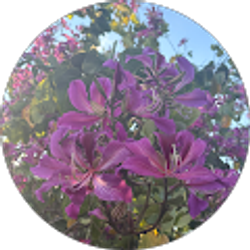 Profile photo of Paula Trapella