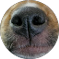 Profile photo of Tracy Krull