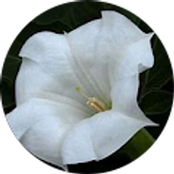 Profile photo of Cari McCrary